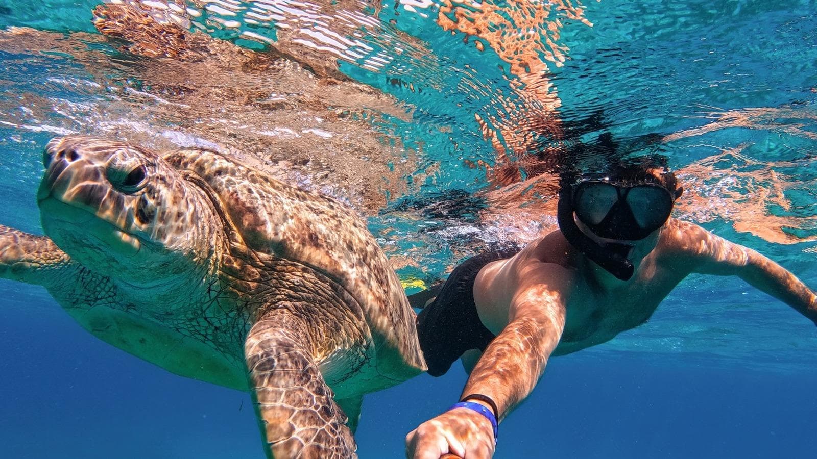 Swim with Sea Turtles